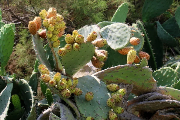 Owoc kolczasty Kaktus — Zdjęcie stockowe