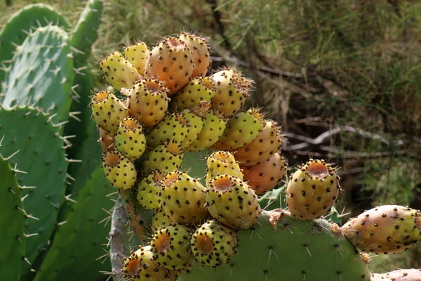 Fruits à cactus épineux — Photo