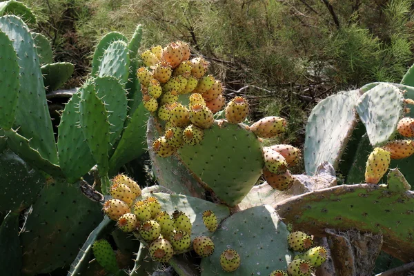 Fruto de cactus espinoso — Foto de Stock