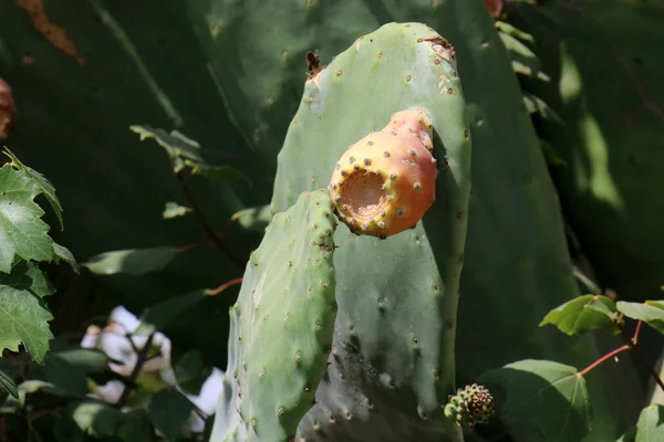 Frutti di cactus spinosi — Foto Stock