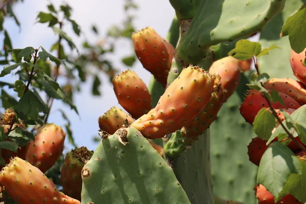 Frutos de cacto espinhosos — Fotografia de Stock