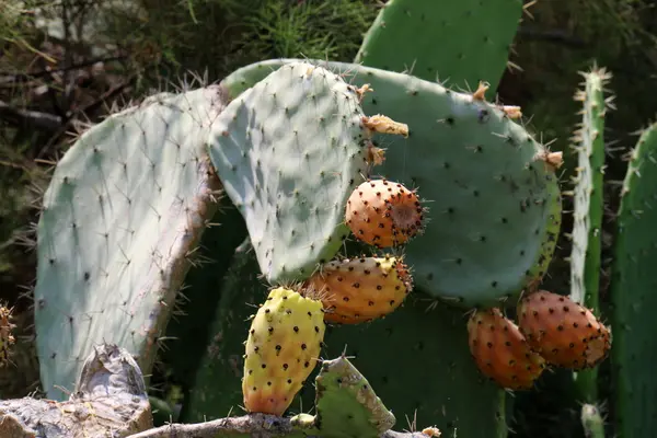 Frutti di cactus spinosi — Foto Stock
