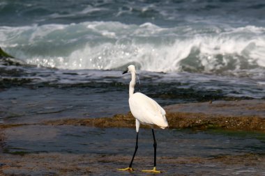 Akdeniz kıyısında 