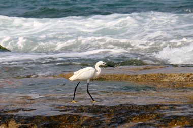 Akdeniz kıyısında 