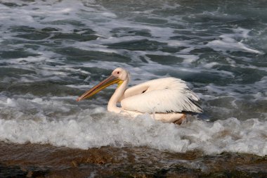 Beyaz kuş Pelikan 