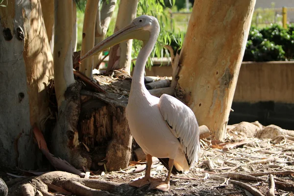 Pelícano pájaro blanco — Foto de Stock