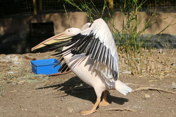 Vit fågel pelican — Stockfoto