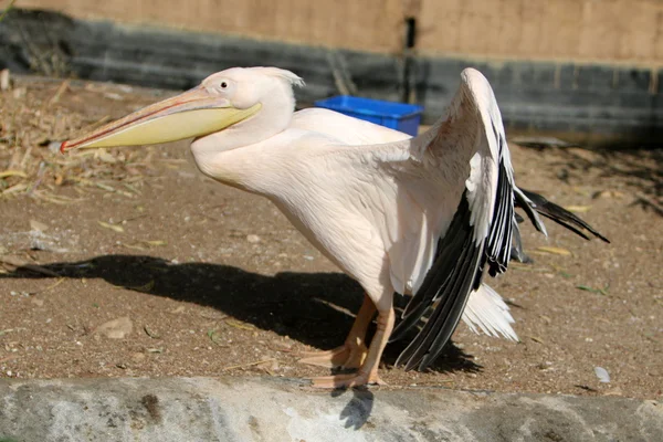 Vit fågel pelican — Stockfoto