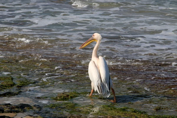 Witte vogel pelikaan — Stockfoto