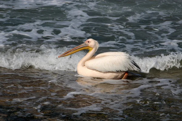 Pélican oiseau blanc — Photo