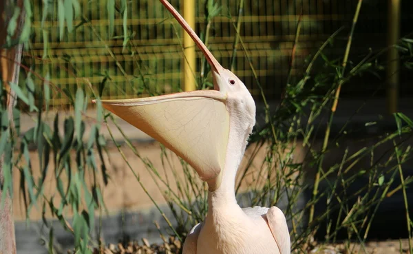 Pássaro branco pelicano — Fotografia de Stock