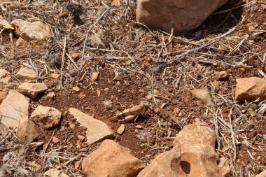 Doğa yakın çekim resimleri 