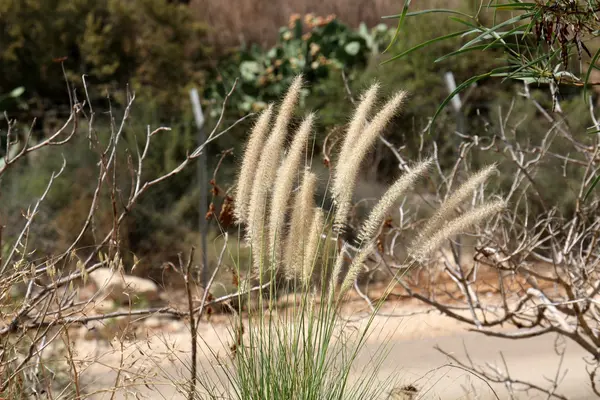 Pictures of nature close-up — Stock Photo, Image