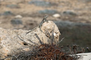 Yağmur için bekleyen doğa 