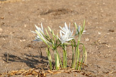 Yağmur için bekleyen doğa 