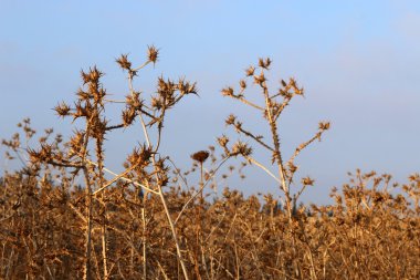 Yağmur için bekleyen doğa 
