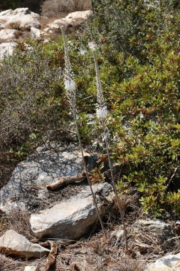 Yağmur için bekleyen doğa 