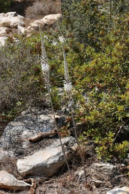 Yağmur için bekleyen doğa 