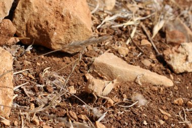 Yağmur için bekleyen doğa 