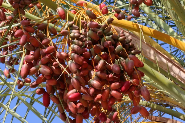 Mogen frukt av dadelpalm — Stockfoto