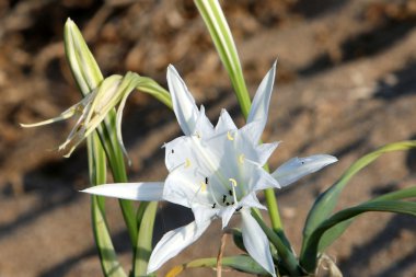 Doğa yakın çekim resimleri 
