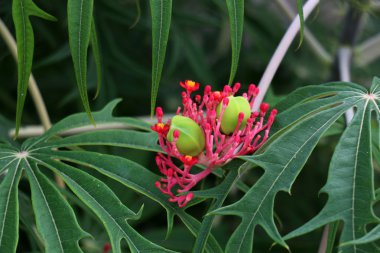 Doğa yakın çekim resimleri 
