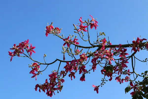 Foto's van nature close-up — Stockfoto