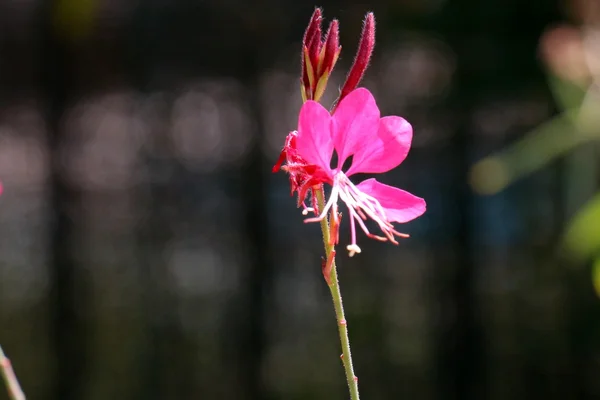 Fotos de la naturaleza de cerca —  Fotos de Stock