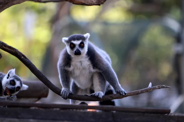 Mono vive en un zoológico —  Fotos de Stock