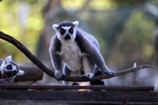 Apan lever i ett zoo — Stockfoto