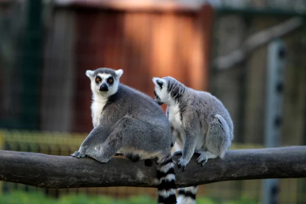 Singe vit dans un zoo — Photo