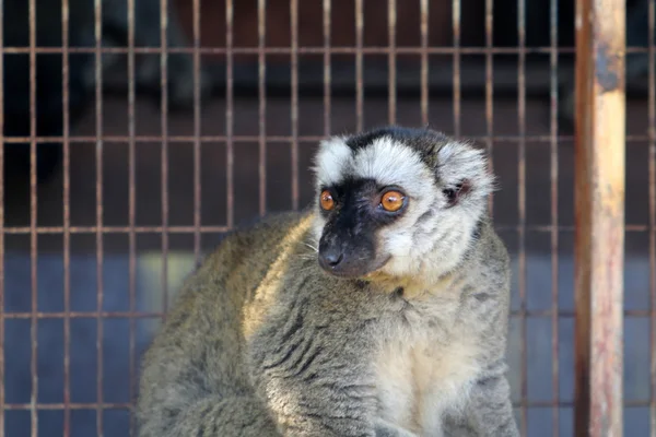 Apan lever i ett zoo — Stockfoto