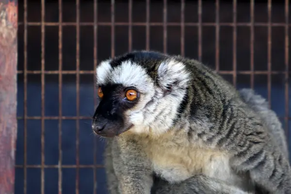 Monkey lives in a zoo — Stock Photo, Image