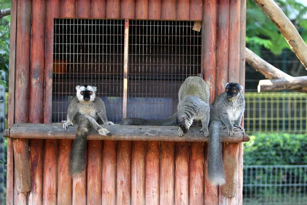 Mono vive en un zoológico —  Fotos de Stock