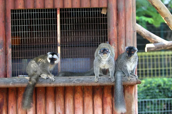 Apan lever i ett zoo — Stockfoto