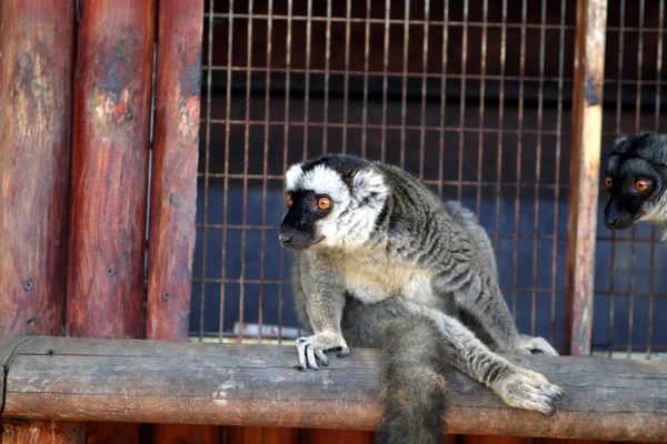 Apan lever i ett zoo — Stockfoto