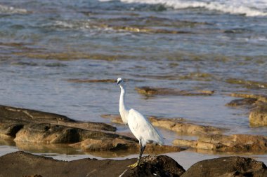 Sahilde ak balıkçıl 