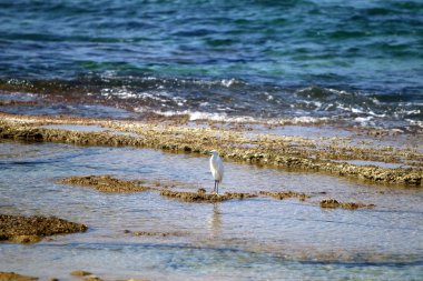 Sahilde ak balıkçıl 