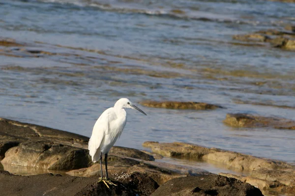 Egret na praia — Fotografia de Stock