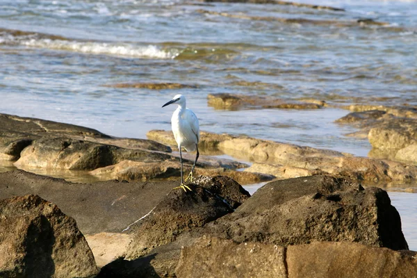 Seidenreiher am Strand — Stockfoto