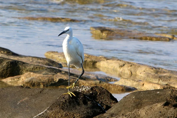 Seidenreiher am Strand — Stockfoto