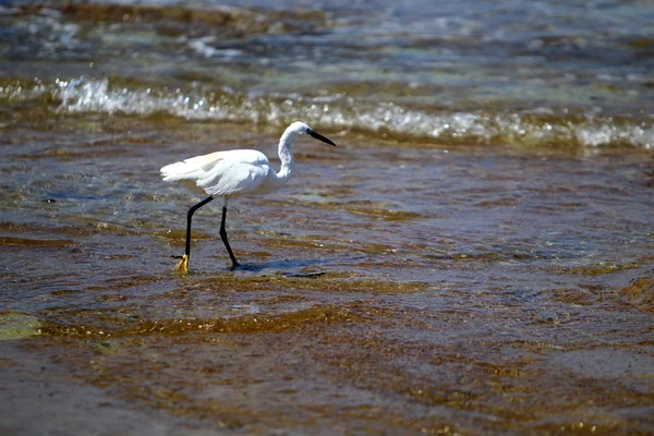 Egret na praia — Fotografia de Stock