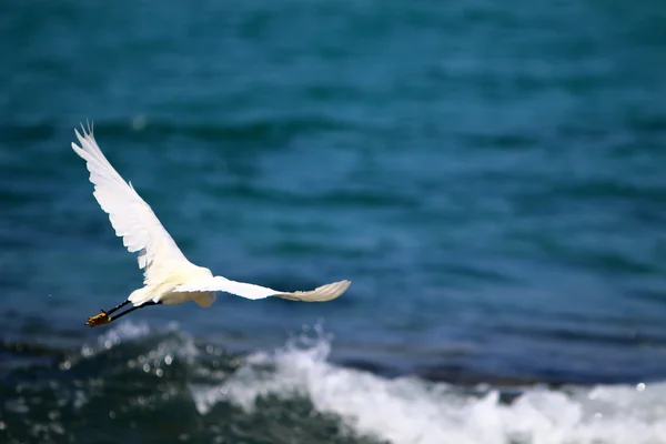 Zilverreiger op het strand — Stockfoto