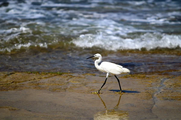 Egret on the beach Stock Picture