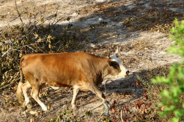 Kuzey İsrail 'de bir ormanda otlayan bir inek sürüsü. 