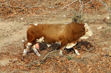 Kuzey İsrail 'de bir ormanda otlayan bir inek sürüsü. 