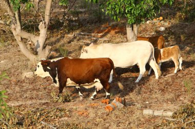 Kuzey İsrail 'de bir ormanda otlayan bir inek sürüsü. 