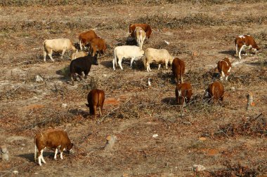 Kuzey İsrail 'de bir ormanda otlayan bir inek sürüsü. 
