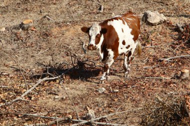 Kuzey İsrail 'de bir ormanda otlayan bir inek sürüsü. 