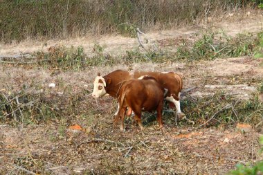 Kuzey İsrail 'de bir ormanda otlayan bir inek sürüsü. 